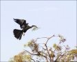 Anhinga;Flight;Anhinga-anhinga;Flying-bird;One-animal;Close-up;Color-image;nobod